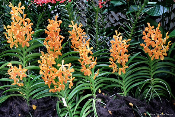 Aranda 'Omyai' (Orange) - National Orchid Garden, Singapore