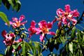 Ceiba speciosa - Floss Silk Tree, Majestic Beauty