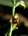 Calochilus campestris-Copper Beard Orchid (7)ed