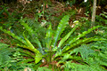 The King's Rainforest - Asplenium australasicum