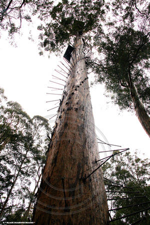 Bicentennial Tree - Eucalyptus diversicolor, Karri - Pemberton Western Australia