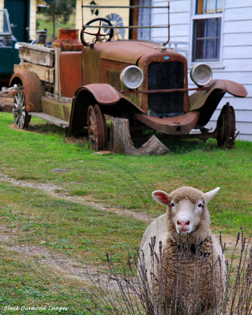 Sheep and Old Car, Taralga, Southern Tablelands, NSW