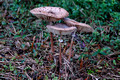 Various Fungi