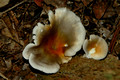 Various Fungi