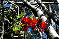 Erythrina X sykesii - Coral Tree