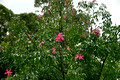 Ceiba speciosa - Floss Silk Tree, Majestic Beauty