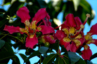 Ceiba speciosa - Floss Silk Tree,Majestic Beauty