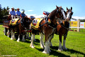 Carlton United Brewery Clydesdale Team - Tuncurry Forster Jockey Club Inaugural Races 14.3.2009