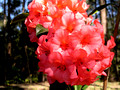 Tropical Rhododendron