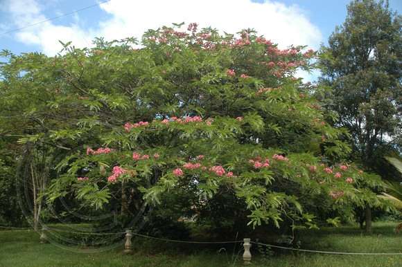 Cassia javanica (Cassia javanica var. indochinensis)