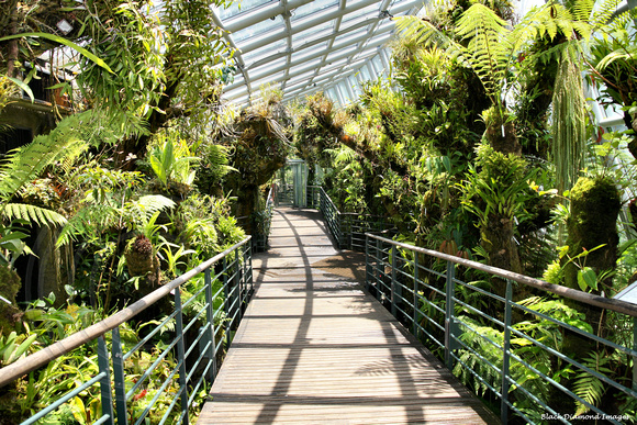 Cloud Forest Plants in Cool House - National Orchid Garden, Singapore Botanic Gardens, Singapore