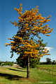 Grevillea robusta - Silky Oak