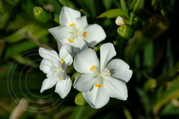 Dietes robinsoniana - Wedding Lily,Lord Howe Island