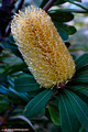Banksia integrifolia subsp. integrifolia