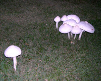 Fungi 6