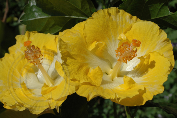 Yellow Hibiscus 3.2.2007 (8)