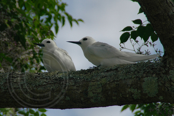 Lord Howe Island Birds