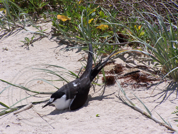 Onychoprion fuscatus - Sooty Tern (Lord Howe Island)