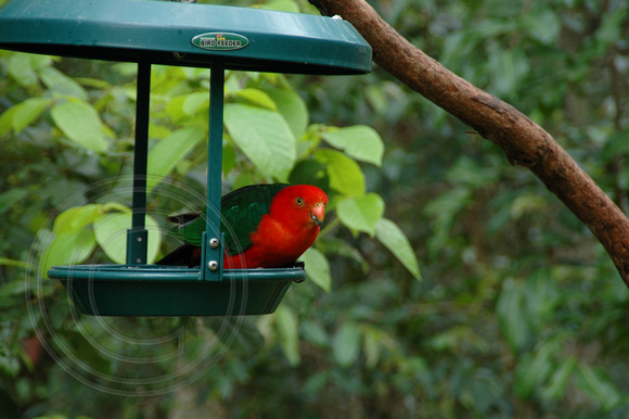 Black Diamond Images Our Wildlife Collection Alisterus