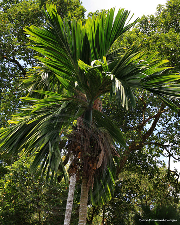 * BLACK DIAMOND IMAGES * | Singapore Botanic Gardens | Areca catechu ...