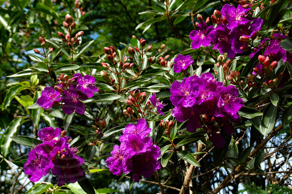 * BLACK DIAMOND IMAGES * | Tibouchina granulosa 'Kathleen' - Purple ...